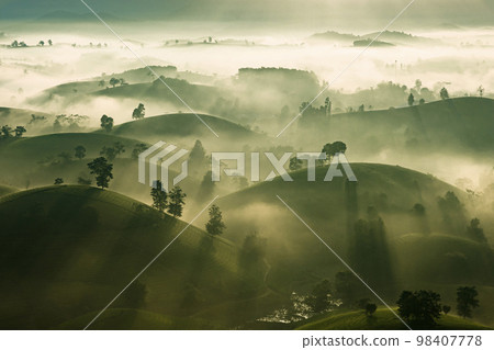 Sun shines with mystic rays through trees on foggy tea hills in Long Coc in the morning Sun shines with mystic rays through trees on foggy tea hills in Long Coc in the morning 98407778
