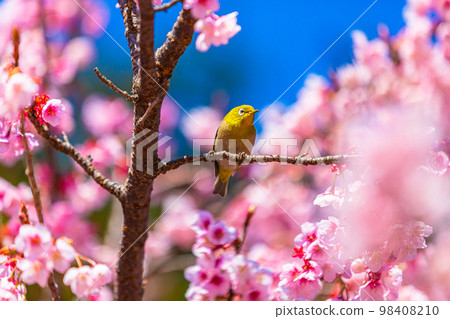 [Inside Tokyo] Kanzakura and Japanese White-eye February to March 98408210