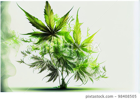 marijuana plant flower marijuana plant flower 98408505