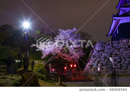 Sakura at Hamamatsu Castle Park 98408564