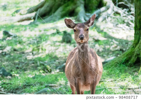 A wild deer I met in the summer forest of Kyushu 98408717
