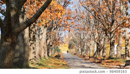 Autumn park alley with orange trees foliage on sunny morning day. Static video. Fall city park landskape in bright sunlight. Fallen oak leaves covered grass. Empty footpath. No people Autumn park alley with orange trees foliage on sunny morning day. Static video. Fall city park landskape in bright sunlight. Fallen oak leaves covered grass. Empty footpath. No people 98409163