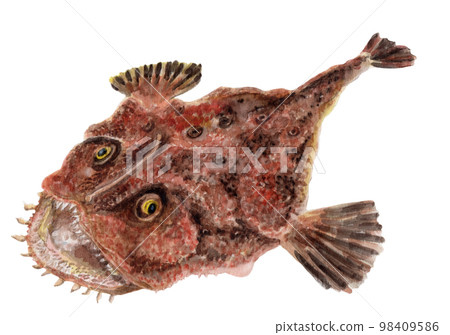 anglerfish hand drawn watercolor anglerfish hand drawn watercolor 98409586