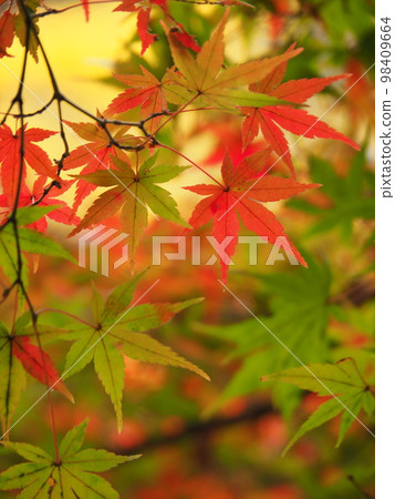 秋天的樹葉 秋天的樹葉 98409664