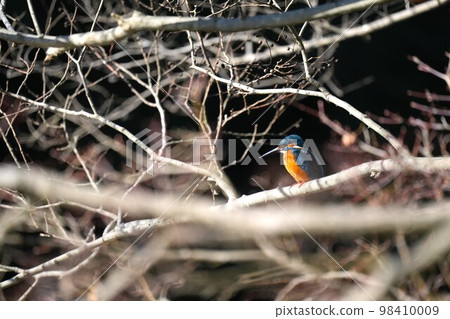Kingfisher looking for prey near the water Kingfisher looking for prey near the water 98410009