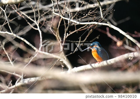 Kingfisher looking for prey near the water Kingfisher looking for prey near the water 98410010