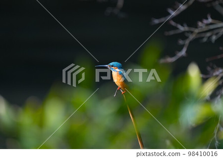 Kingfisher looking for prey near the water 98410016