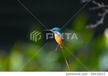 Kingfisher looking for prey near the water 98410017