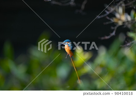 Kingfisher looking for prey near the water 98410018