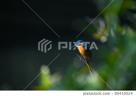 Kingfisher looking for prey near the water Kingfisher looking for prey near the water 98410024