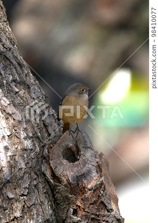 redstart perching on a tree trunk 98410077