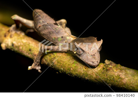 Satanic leaf-tailed gecko, Uroplatus phantasticus, Ranomafana National Park, Madagascar Satanic leaf-tailed gecko, Uroplatus phantasticus, Ranomafana National Park, Madagascar 98410140