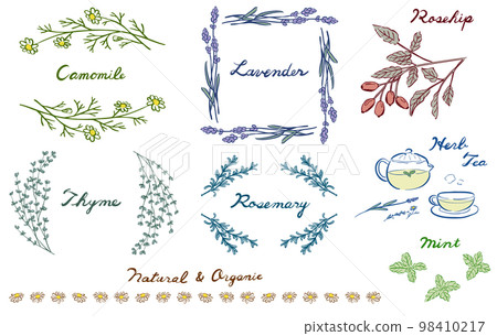 草藥插圖和框架顏色 草藥插圖和框架顏色 98410217