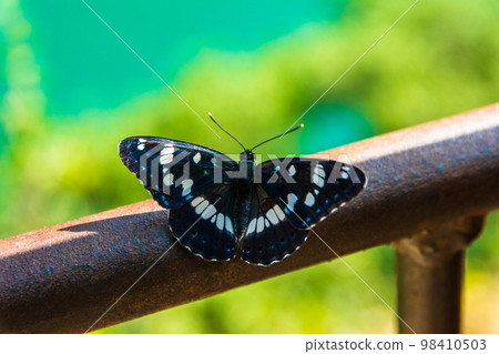 Sentier du garde canal, Quinson, Verdon lower gorge, lake Sainte Croix, Provence, Provence Alpes Cte d'Azur, France Sentier du garde canal, Quinson, Verdon lower gorge, lake Sainte Croix, Provence, Provence Alpes Cte d'Azur, France 98410503