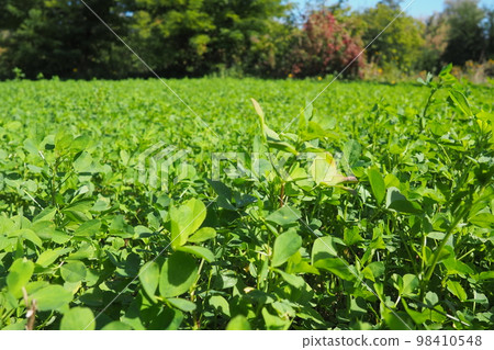 Field with green clover. Organized planting of clover. Clover Trifolium, a genus of plants in the legume family Fabaceae, Moth Faboideae. Agricultural crop honey plant, fodder plant, green manure. Field with green clover. Organized planting of clover. Clover Trifolium, a genus of plants in the legume family Fabaceae, Moth Faboideae. Agricultural crop honey plant, fodder plant, green manure. 98410548