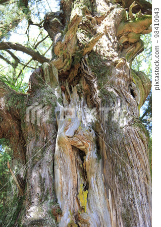 "Ibuki" / When it becomes a large tree, the trunk becomes distorted. "Ibuki" / When it becomes a large tree, the trunk becomes distorted. 98410943