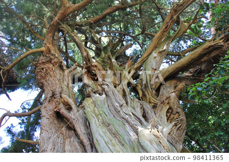 "Ibuki" / When it becomes a large tree, the trunk becomes distorted. "Ibuki" / When it becomes a large tree, the trunk becomes distorted. 98411365