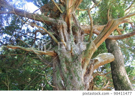 "Ibuki" / When it becomes a large tree, the trunk becomes distorted. 98411477