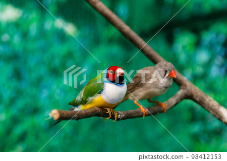 Beautiful birds Guldova Amadina (Erythrura gouldiae) sitting on a branch 98412153
