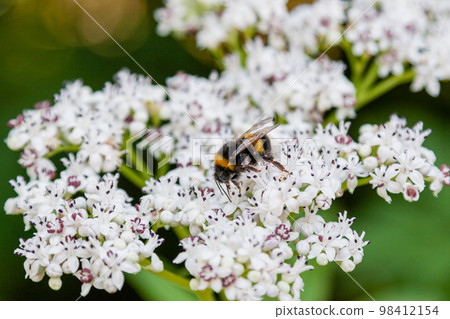 The bee sits on white flowers The bee sits on white flowers 98412154
