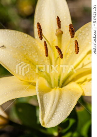 Yellow lily with dew drops Yellow lily with dew drops 98412155