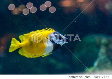 Fish Siganus vulpinus 98412156