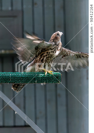 Beautiful falcon 98412164