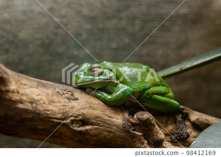 A green toad sits on a  branch 98412169