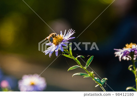 Field flowers on which insects and bees sit close up Field flowers on which insects and bees sit close up 98412180