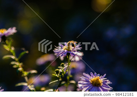 Field flowers on which insects and bees sit close up 98412181