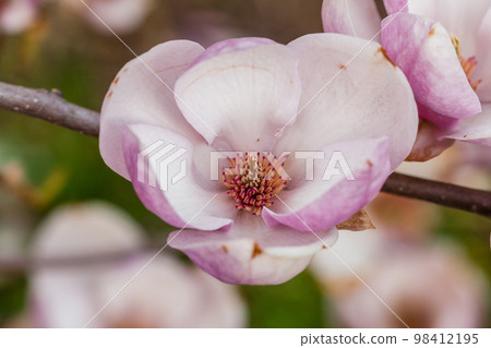 Macro blooming magnolia on a close-up branch 98412195