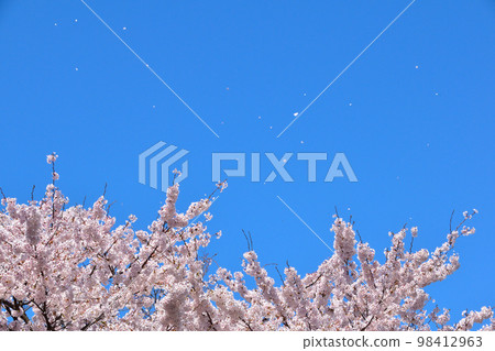 櫻吹雪吉野染井 98412963