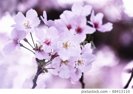 春天美麗的櫻花 98413110