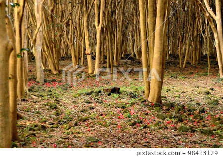 Emotional winter mountain road with dead leaf carpet 98413129