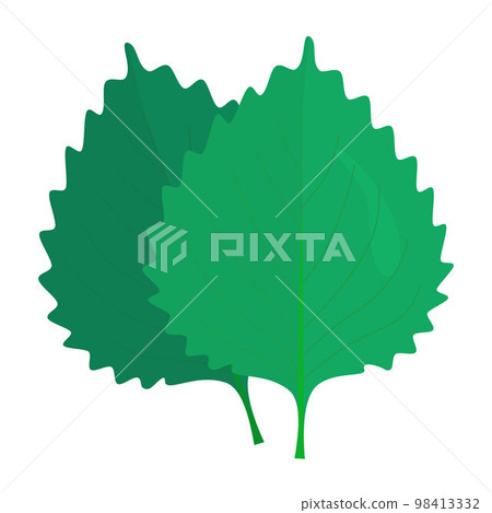 Vector illustration of shiso. Vector illustration of shiso. 98413332