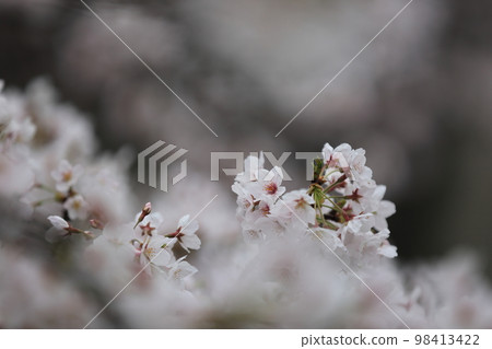 櫻花0343 櫻花0343 98413422