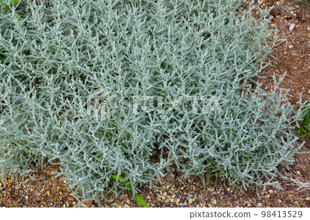 Santorinas Santorinas 98413529