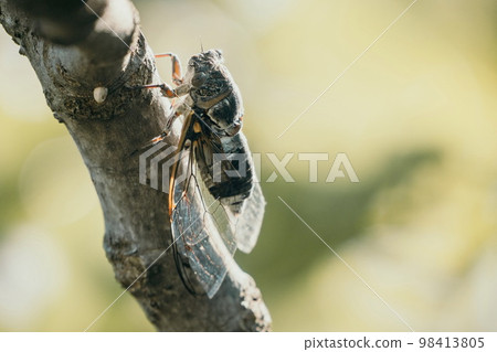 A cicada sits on a fig tree on summer, closeup shot. Singing loudly to call the female. Intense buzzing of cicadas. Cicada Lyristes plebejus. Selective focus 98413805