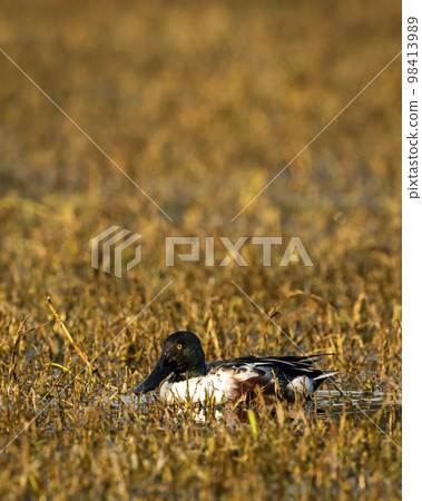 Northern shoveler or shoveller or Anas clypeata or Spatula clypeata closeup floating in wetland of keoladeo national park or bharatpur bird sanctuary rajasthan india asia Northern shoveler or shoveller or Anas clypeata or Spatula clypeata closeup floating in wetland of keoladeo national park or bharatpur bird sanctuary rajasthan india asia 98413989