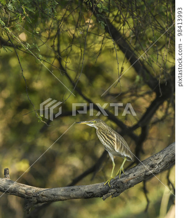 Indian Pond Heron or Ardeola grayii perched on branch in natural green background at keoladeo national park or bharatpur bird sanctuary rajasthan india asia 98413993