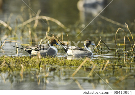 Northern pintail or Anas acuta family or pair water birds floating together in pattern at wetland of keoladeo national park or bharatpur bird sanctuary rajasthan india asia 98413994