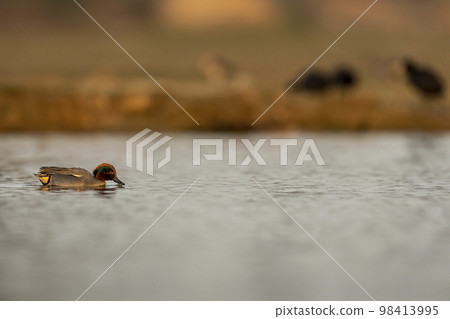 Anas crecca or Eurasian teal or common teal Eurasian green winged teal bird in action kissing water with beak in golden hour light at keoladeo national park bharatpur bird sanctuary rajasthan india 98413995