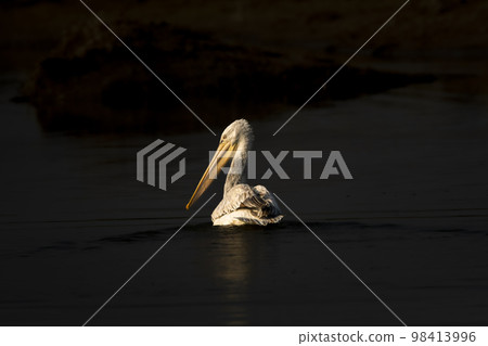 fine art portrait of dalmatian pelican or pelecanus crispus with reflection in water isolated black background in winter migration at keoladeo national park or bharatpur bird sanctuary rajasthan india 98413996