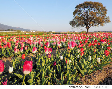 福岡縣直方市殿町直方河濱公園鬱金香花田 98414010