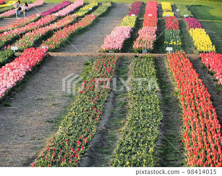 Tulip field in Nogata Riverside Park, Tonomachi, Nogata City, Fukuoka Prefecture 98414015
