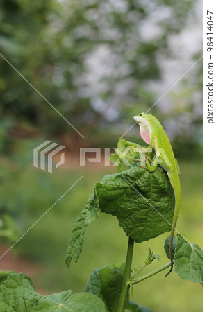 Green Anole Lizard - Anolis carolinensis on Lantana Flower, Shallow DOF Green Anole Lizard - Anolis carolinensis on Lantana Flower, Shallow DOF 98414047