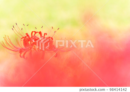 Beautiful cluster amaryllis close-up (background is rice ears and rural scenery) ``Higanbana no Sato (Akashiisaka Ward, Kikuchi City)'' Beautiful cluster amaryllis close-up (background is rice ears and rural scenery) ``Higanbana no Sato (Akashiisaka Ward, Kikuchi City)'' 98414142