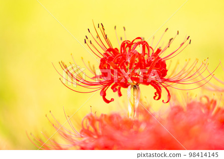 Beautiful cluster amaryllis close-up (background is rice ears and rural scenery) ``Higanbana no Sato (Akashiisaka Ward, Kikuchi City)'' Beautiful cluster amaryllis close-up (background is rice ears and rural scenery) ``Higanbana no Sato (Akashiisaka Ward, Kikuchi City)'' 98414145