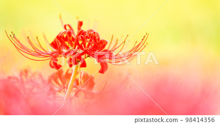 美麗的簇孤挺花特寫（背景是鄉村景觀）``Higanbana no Sato（Akashiisaka-ku，Kikuchi-shi）'' 98414356