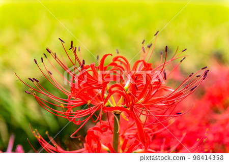 美麗的簇孤挺花特寫(背景是鄉村景觀)``Higanbana no Sato(Akashiisaka-ku,Kikuchi-shi)'' 美麗的簇孤挺花特寫(背景是鄉村景觀)``Higanbana no Sato(Akashiisaka-ku,Kikuchi-shi)'' 98414358